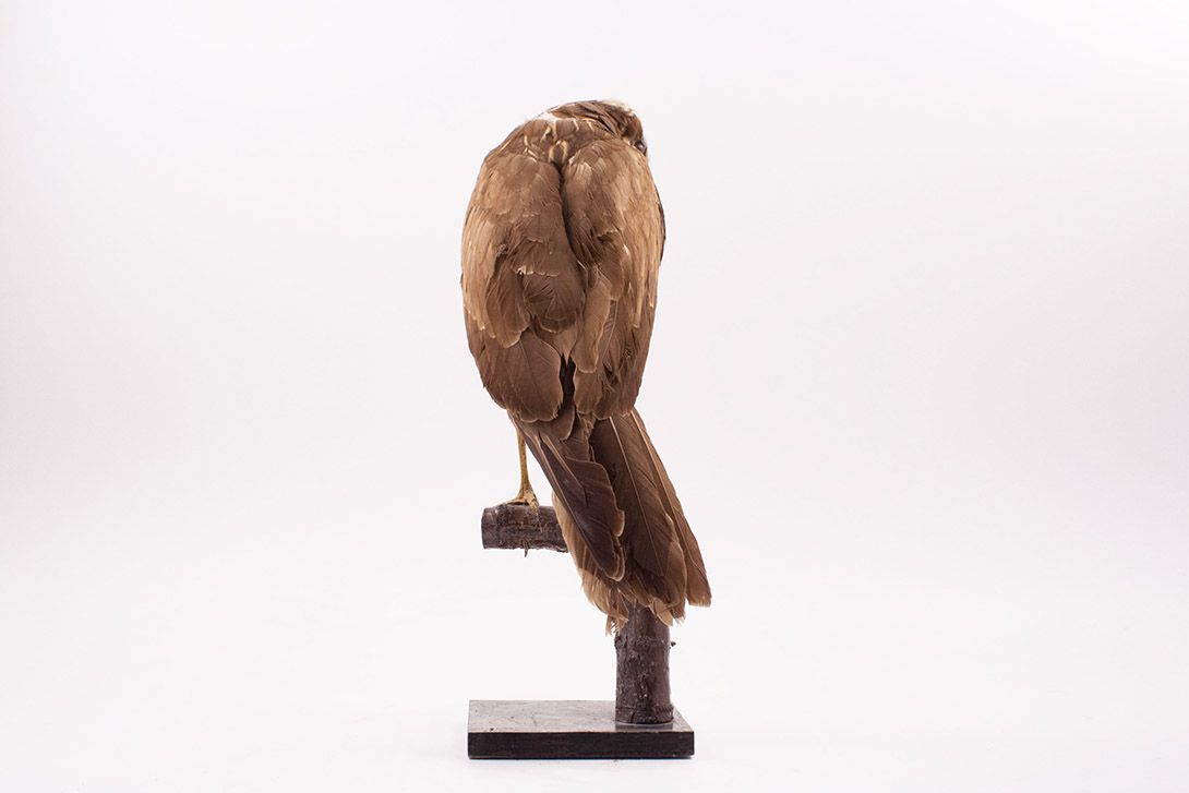 Foto Taxidermy Eagle h55x30x18