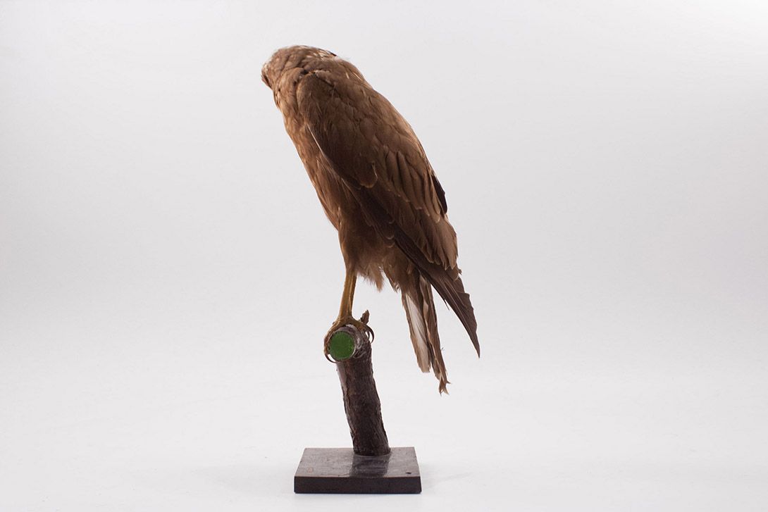 Foto Taxidermy Eagle h55x30x18