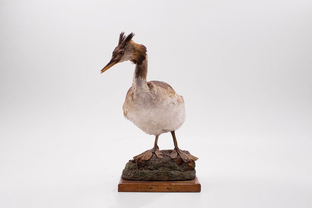 Foto Taxidermy Bird h14x15x8