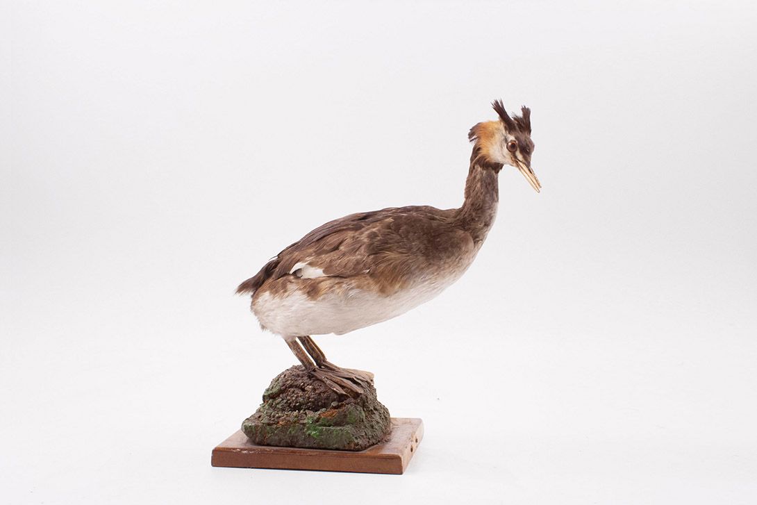 Foto Taxidermy Bird h14x15x8