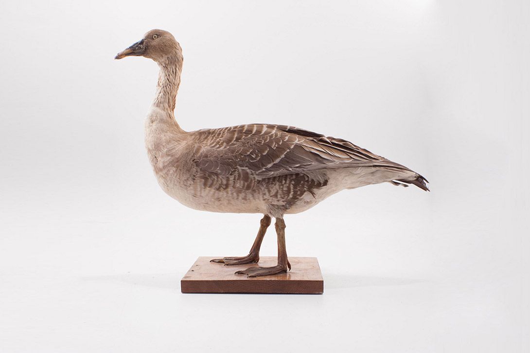 Foto Taxidermy Duck h50x70x30