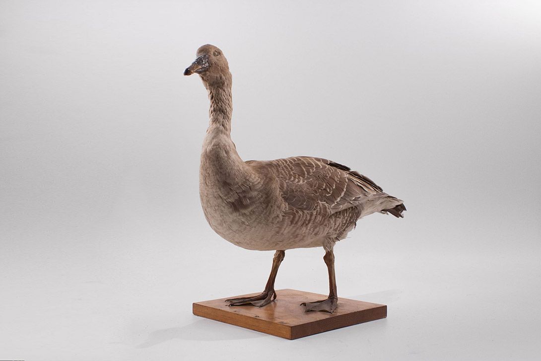 Foto Taxidermy Duck h50x70x30