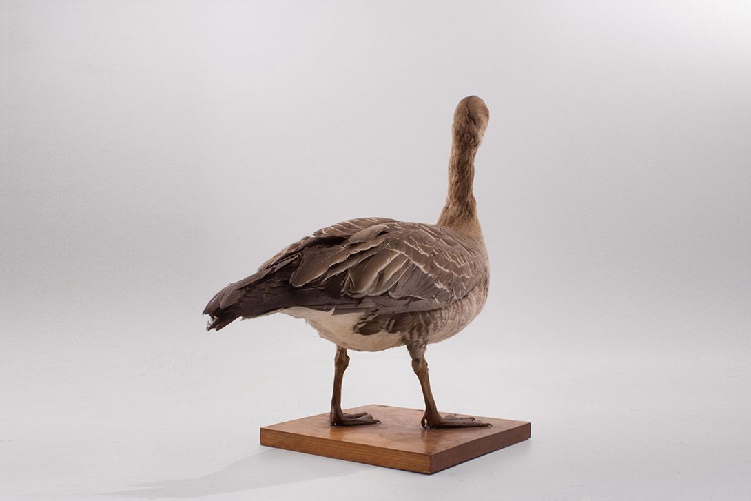 Foto Taxidermy Duck h50x70x30