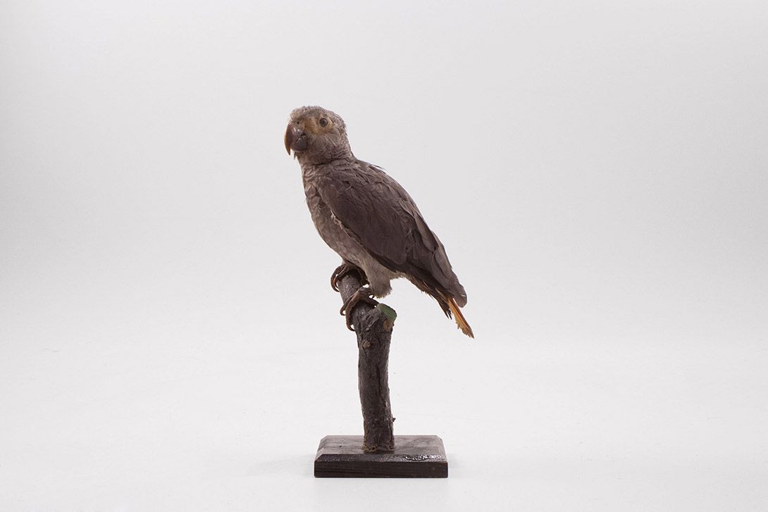 Foto Taxidermy Parrot Grey h40x20x10