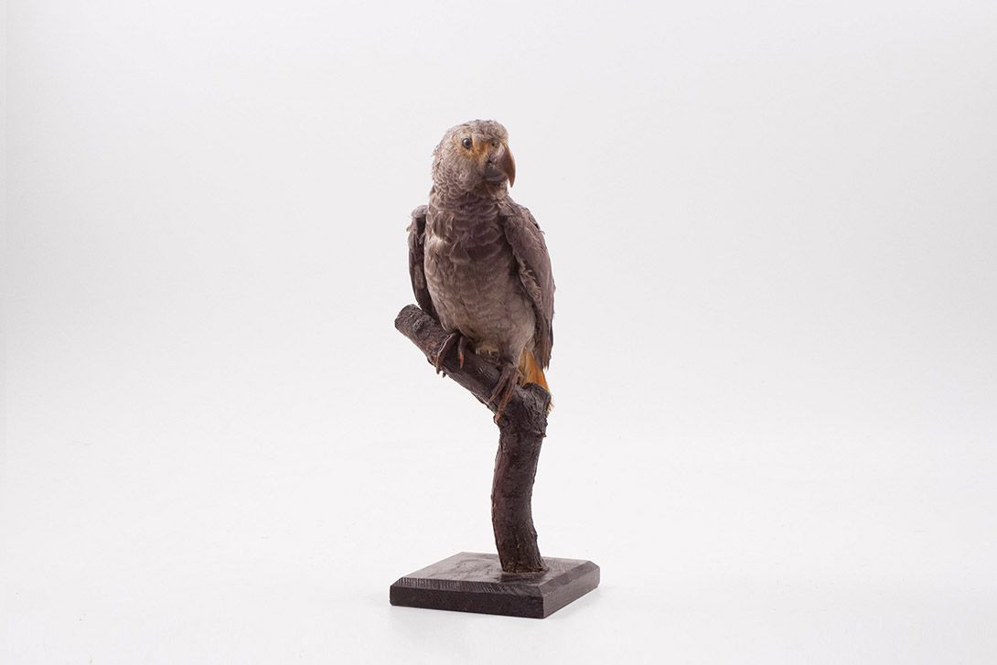 Foto Taxidermy Parrot Grey h40x20x10