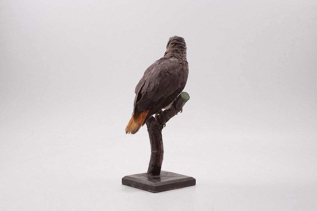 Foto Taxidermy Parrot Grey h40x20x10