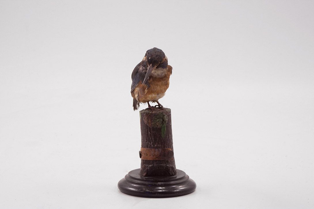 Foto Taxidermy King Fisher/ Eisvogel h20x14x10