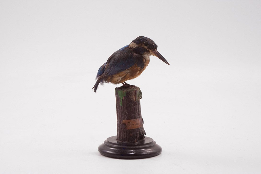 Foto Taxidermy King Fisher/ Eisvogel h20x14x10