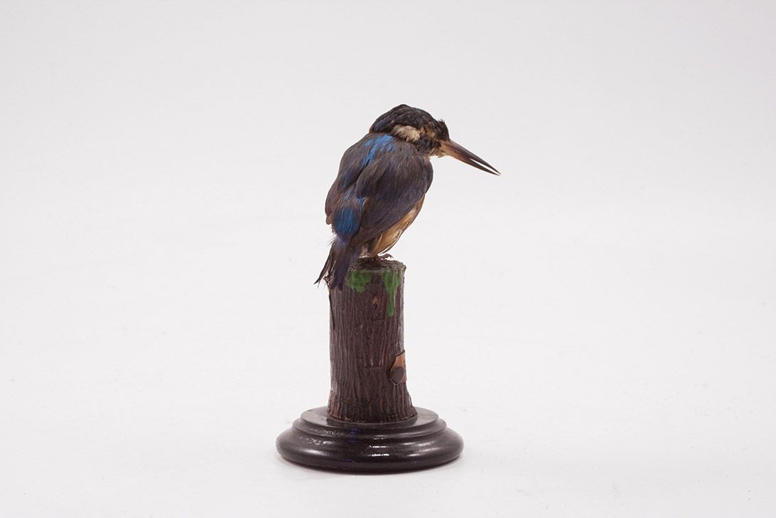 Foto Taxidermy King Fisher/ Eisvogel h20x14x10