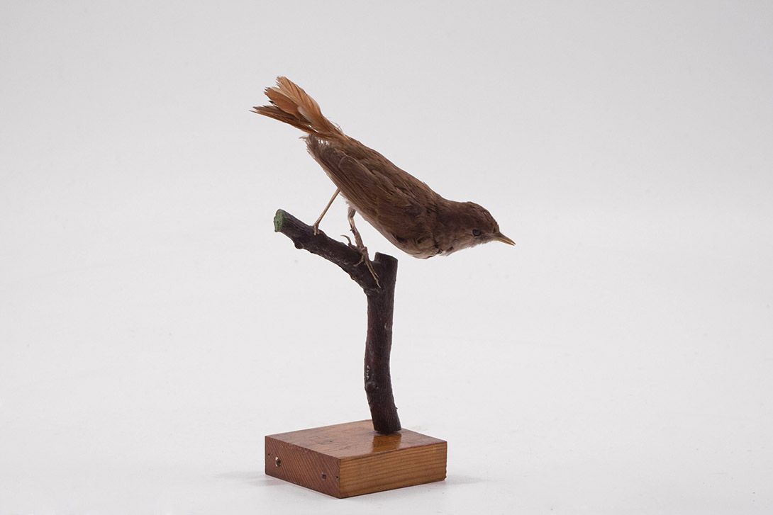 Foto Taxidermy Bird h20x7x10