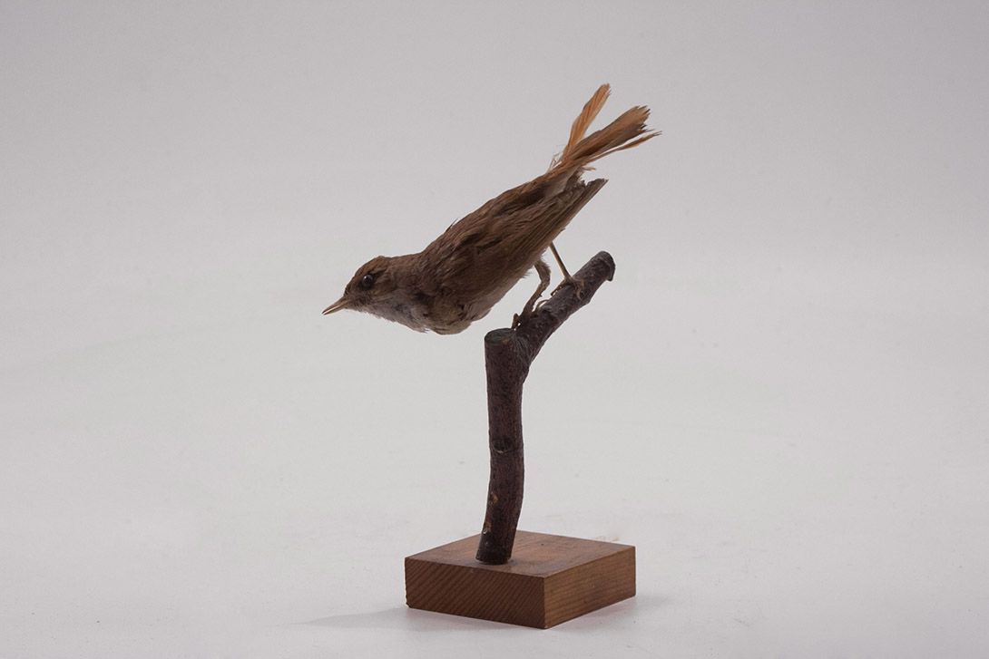 Foto Taxidermy Bird h20x7x10