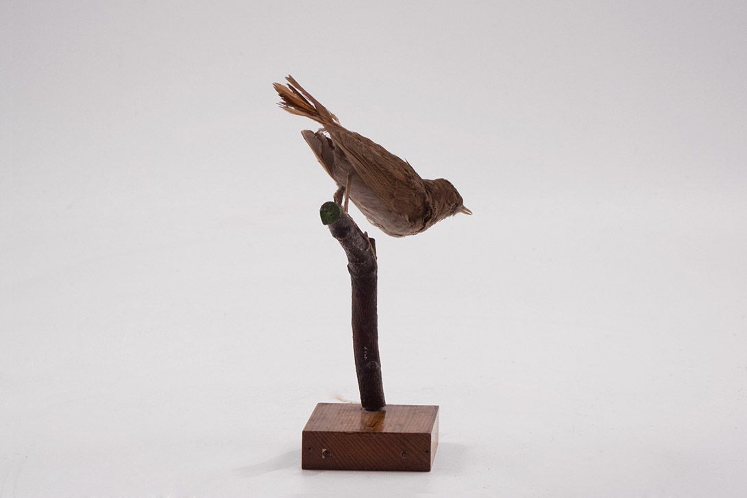Foto Taxidermy Bird h20x7x10
