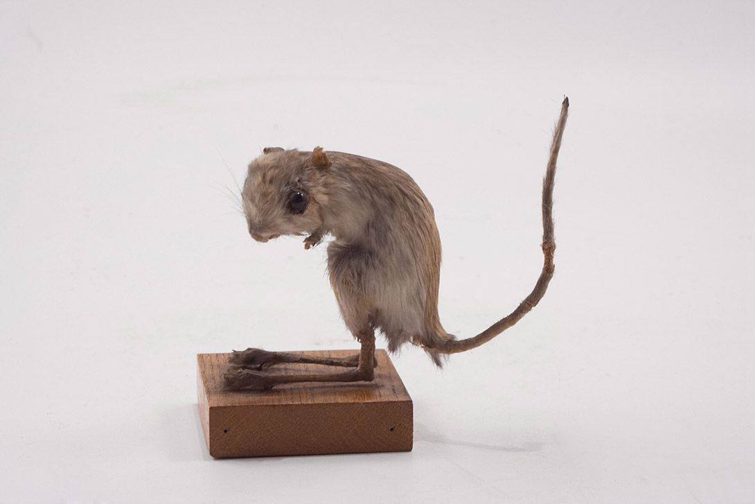 Foto Taxidermy Mouse h14x15x8