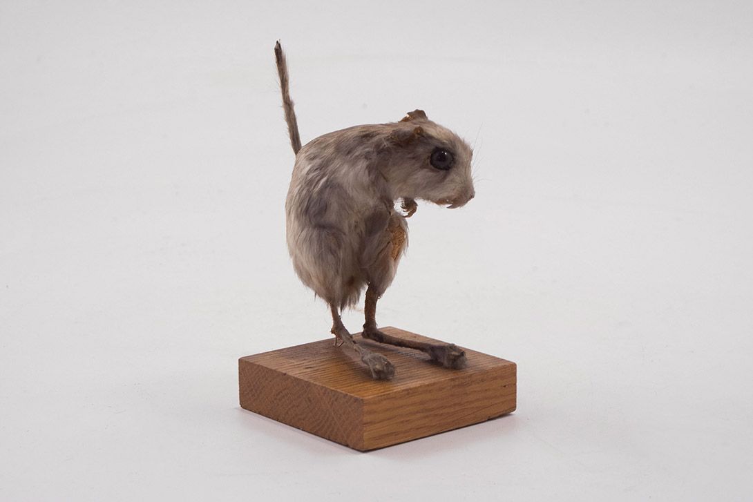 Foto Taxidermy Mouse h14x15x8