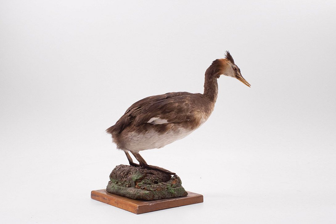 Foto Taxidermy Bird h14x15x8