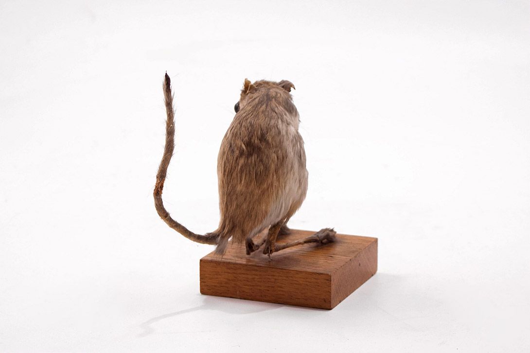 Foto Taxidermy Mouse h14x15x8