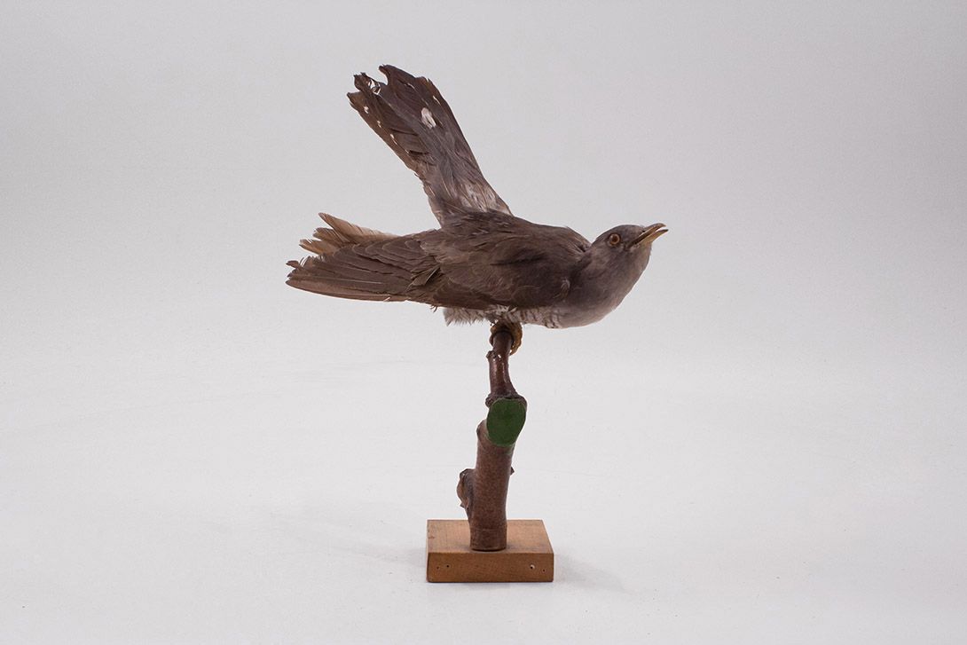 Foto Cuckoo Bird h30