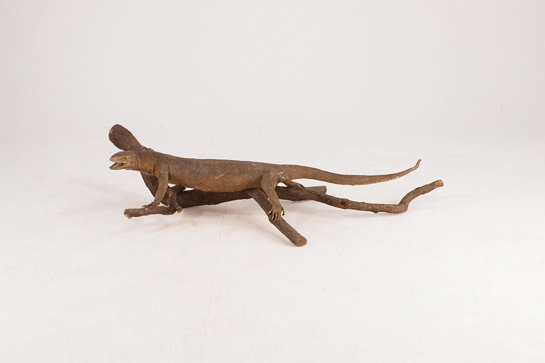 Foto Taxidermy Lizard h29x126x55