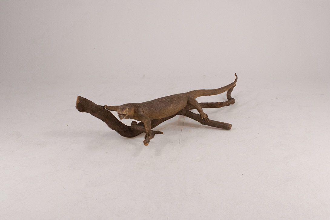 Foto Taxidermy Lizard h29x126x55
