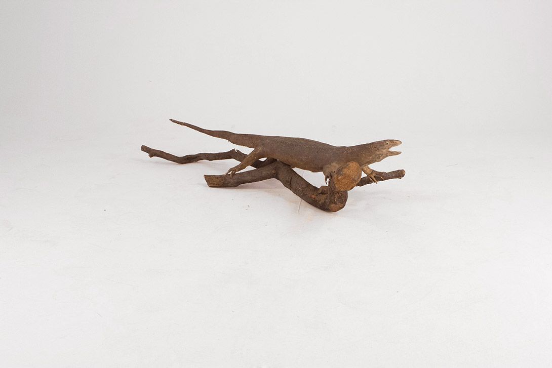 Foto Taxidermy Lizard h29x126x55