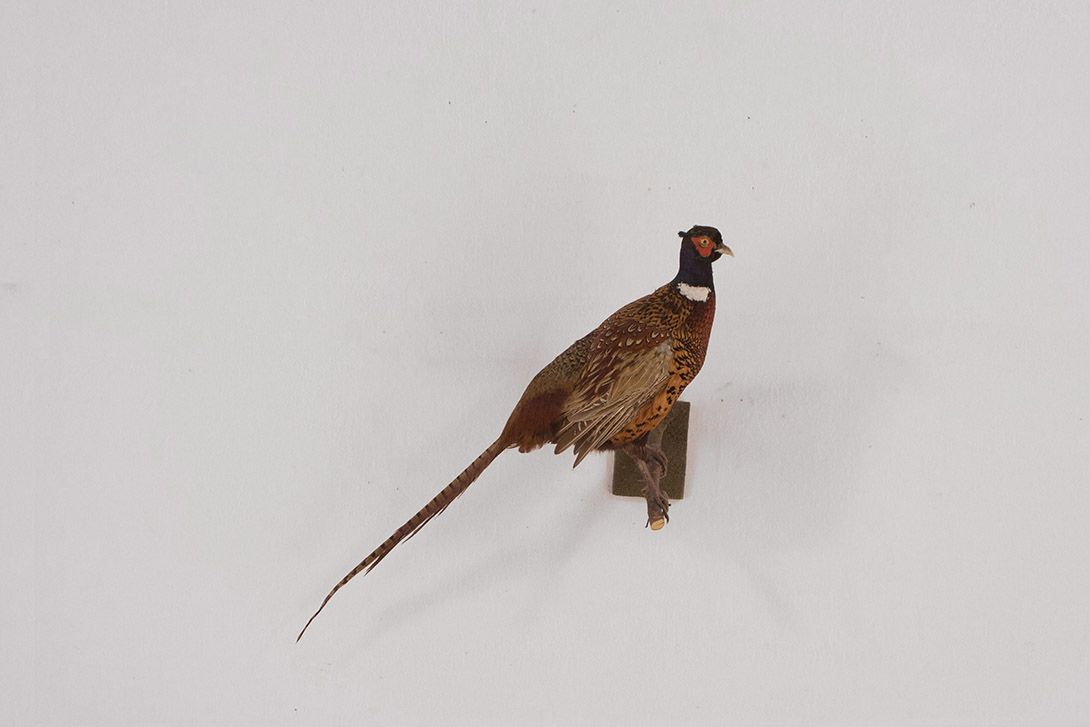 Foto Taxidermy Bird Wall Decoration h80x50x30