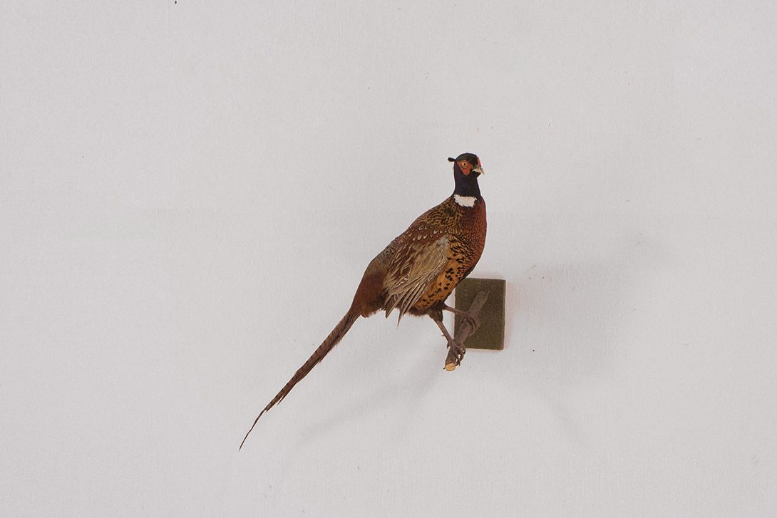 Foto Taxidermy Bird Wall Decoration h80x50x30