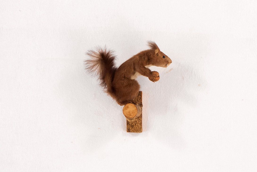 Foto Taxidermy Squirrel h25x25x15