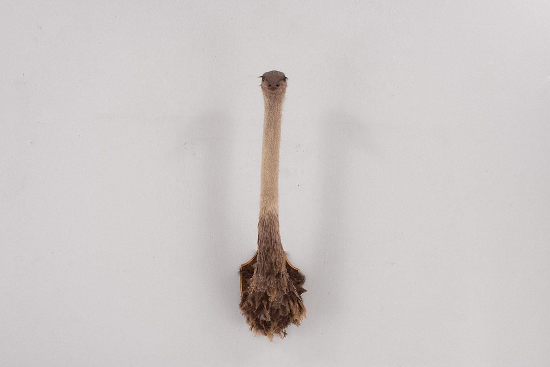 Foto Taxidermy Ostrich Head Wall Decoration