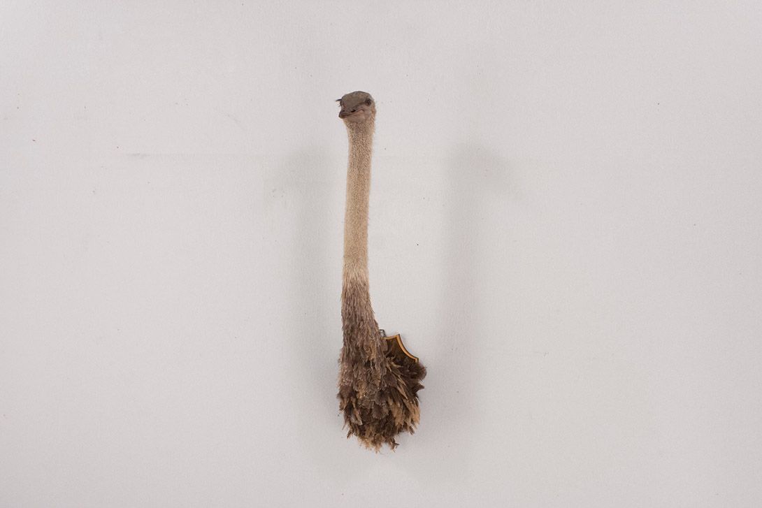 Foto Taxidermy Ostrich Head Wall Decoration