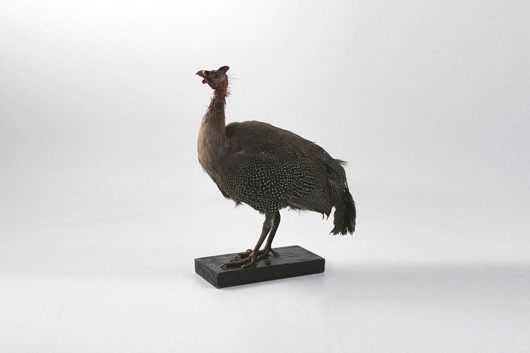 Foto Turkey Taxidermie h42x40x20cm