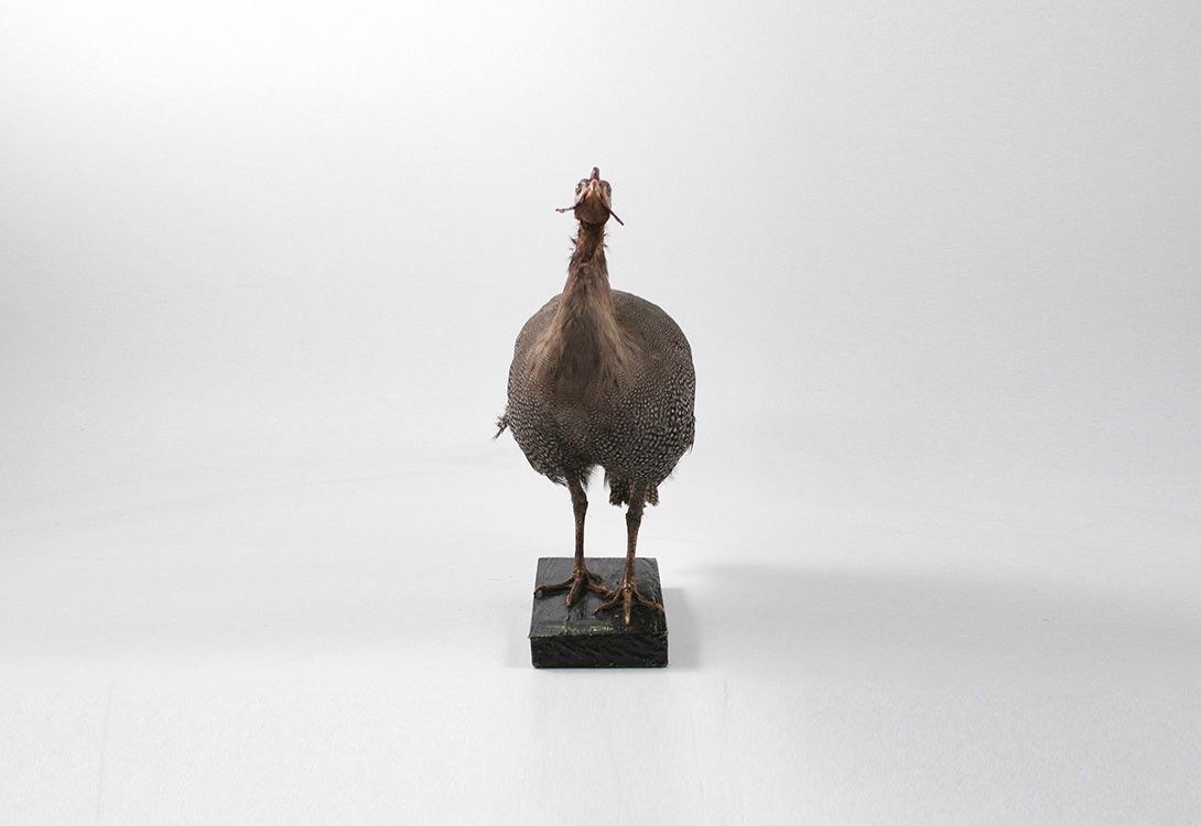 Foto Turkey Taxidermie h42x40x20cm