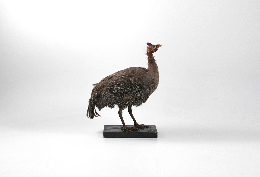 Foto Turkey Taxidermie h42x40x20cm