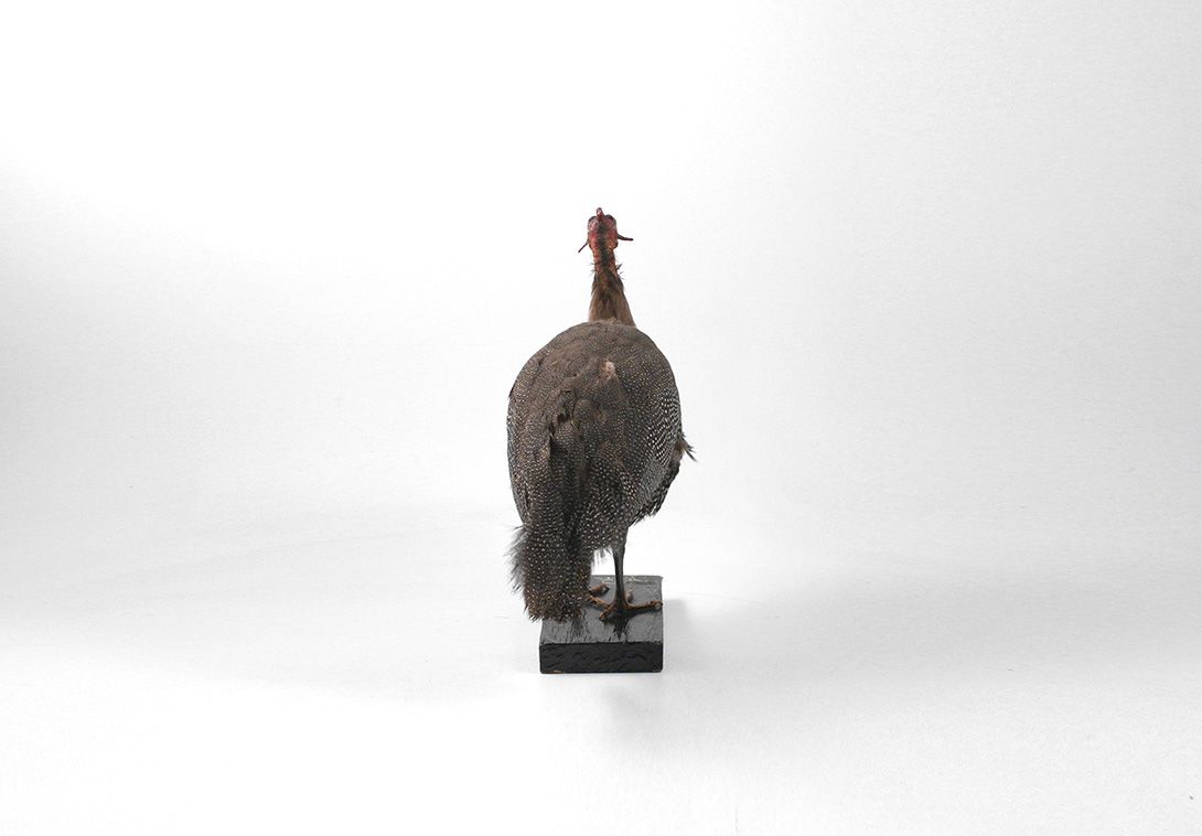 Foto Turkey Taxidermie h42x40x20cm