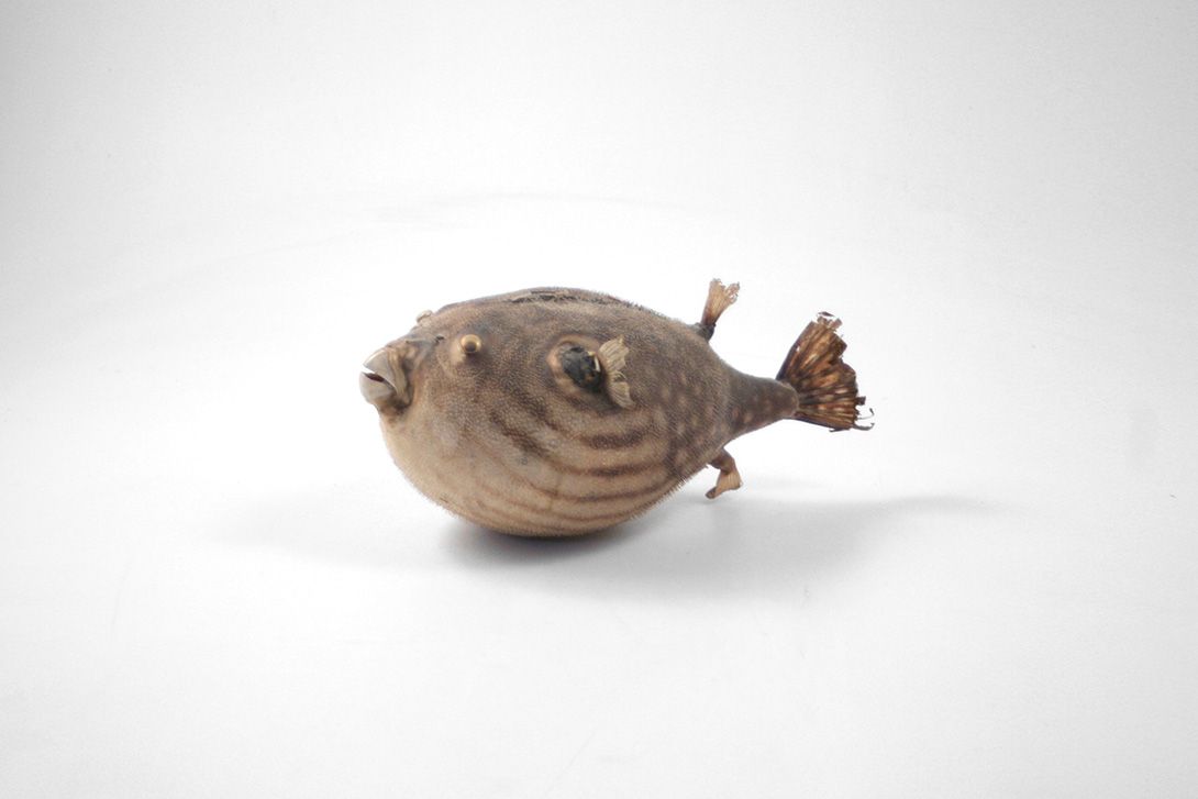 Foto Taxidermie Puffer Fish h13x28x16cm