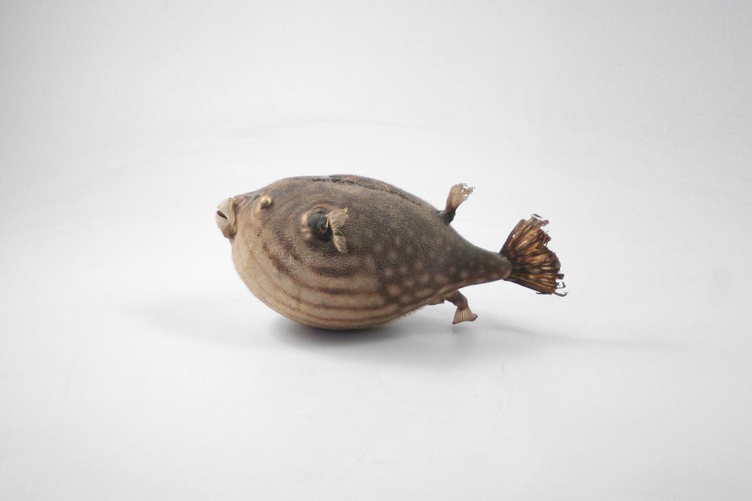 Foto Taxidermie Puffer Fish h13x28x16cm