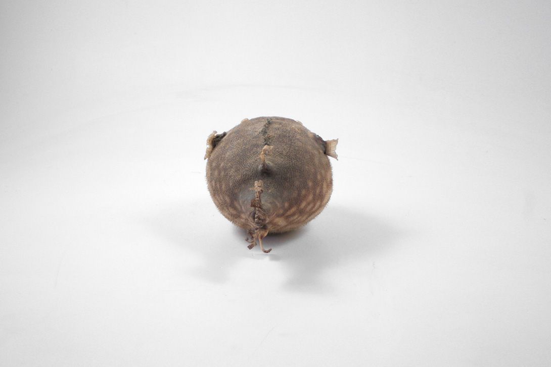 Foto Taxidermie Puffer Fish h13x28x16cm