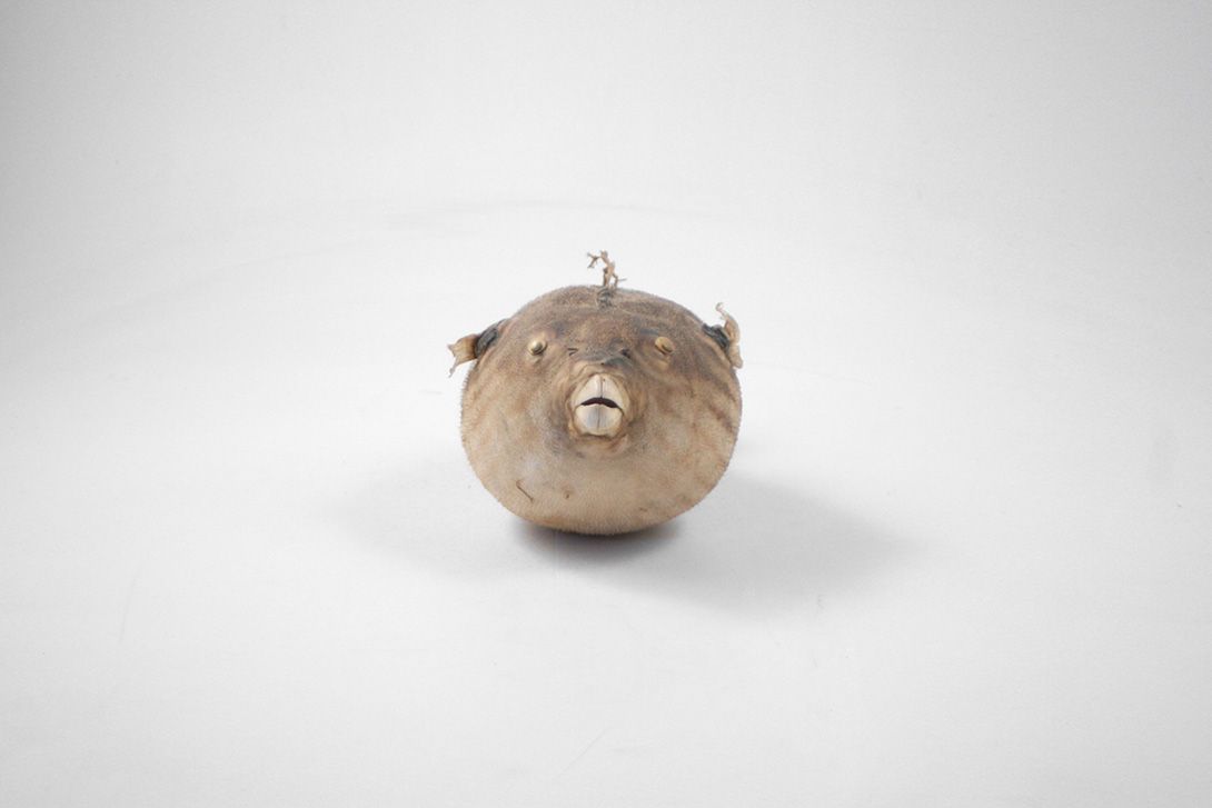 Foto Taxidermie Puffer Fish h13x28x16cm