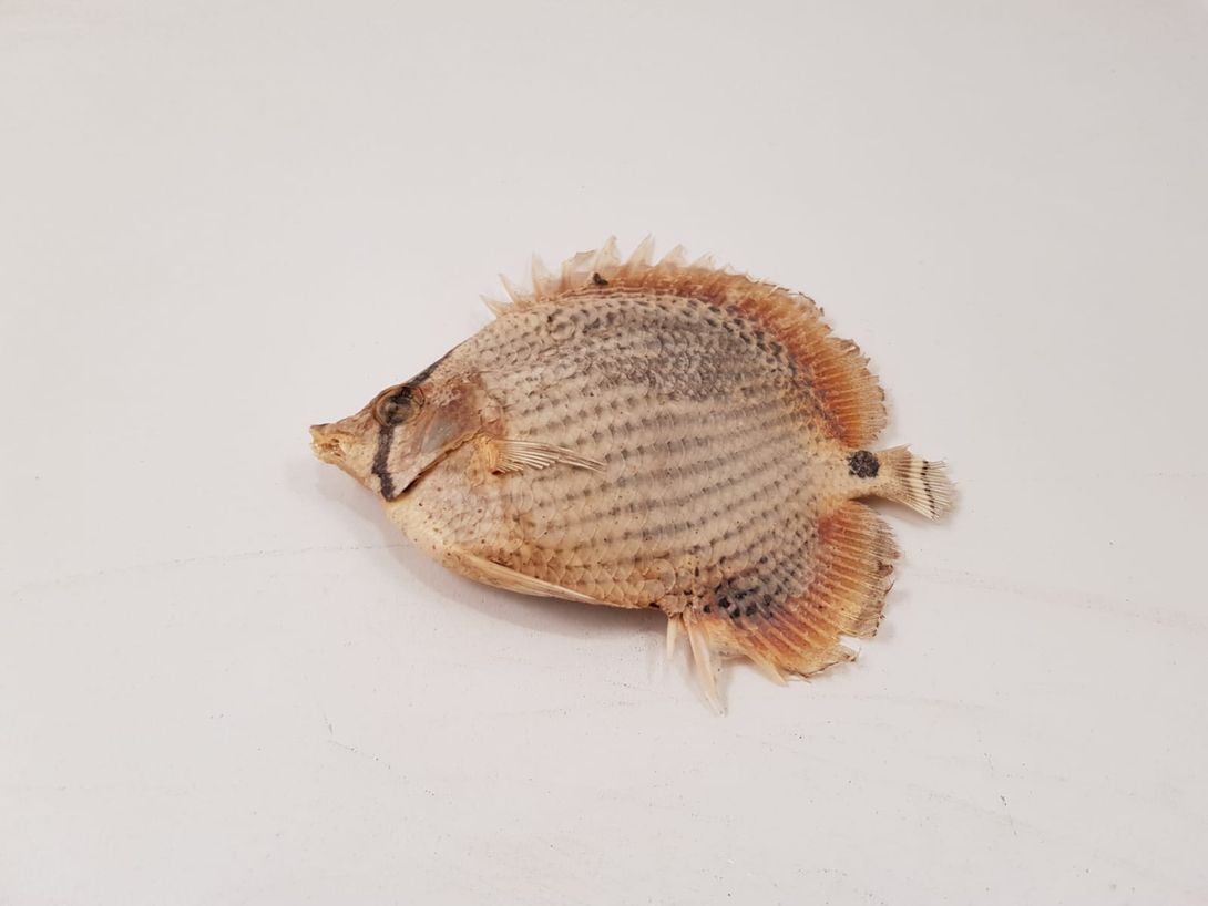 Foto Taxidermy Flat Fish