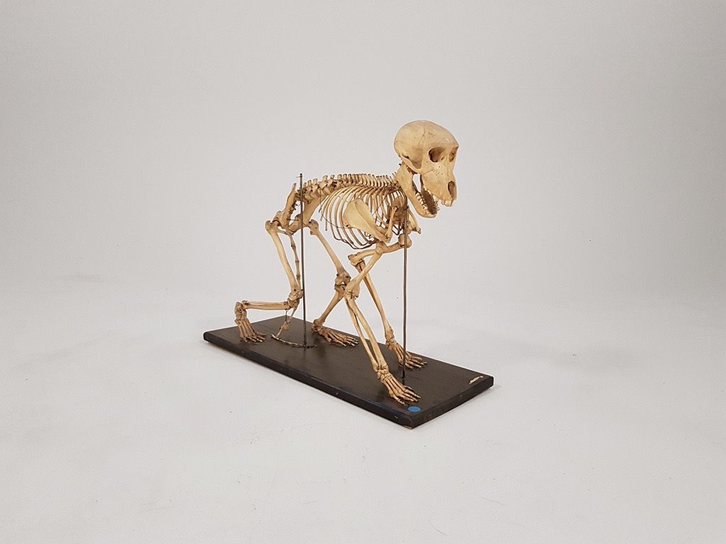 Foto Baboon Monkey Skeleton h48 //