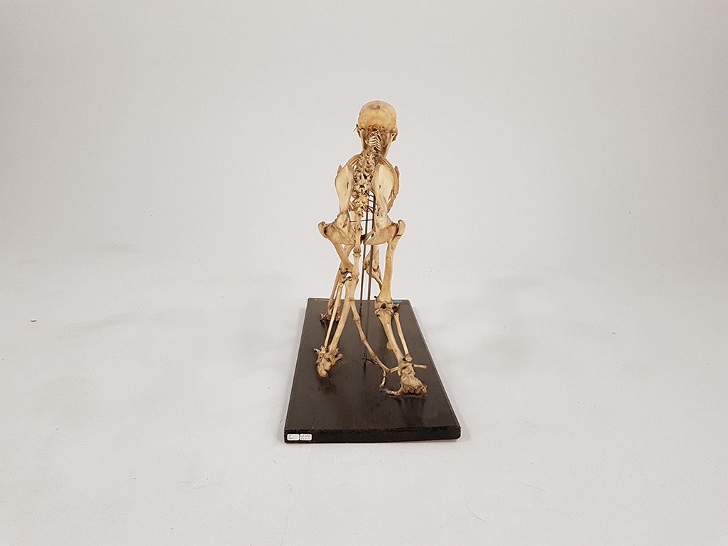 Foto Baboon Monkey Skeleton h48 //