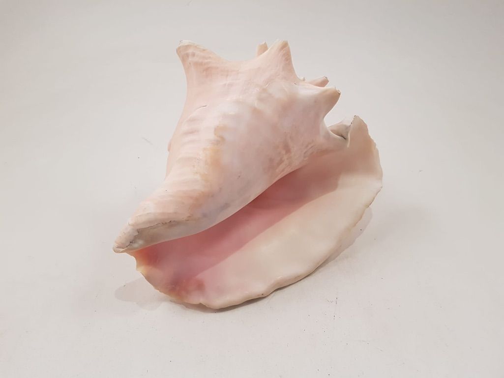 Foto Big Decorative Conch Hawaii 1965 h14x25x20