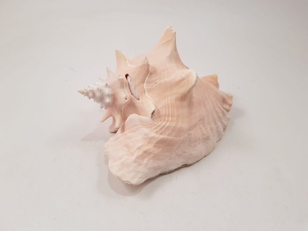 Foto Big Decorative Conch Hawaii 1965 h14x25x20
