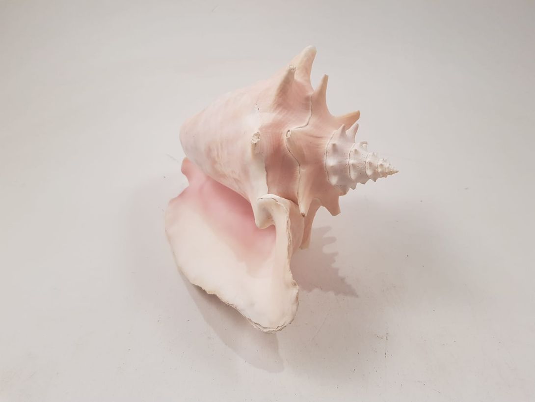 Foto Big Decorative Conch Hawaii 1965 h14x25x20