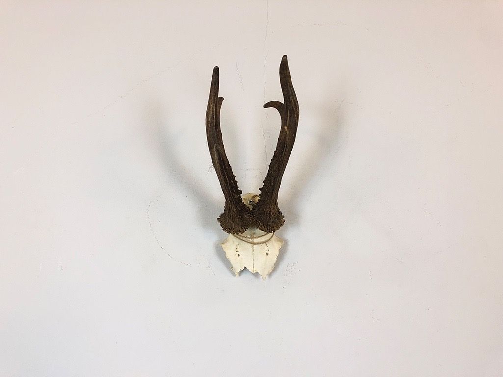 Foto Roebuck Antler h30x16x11
