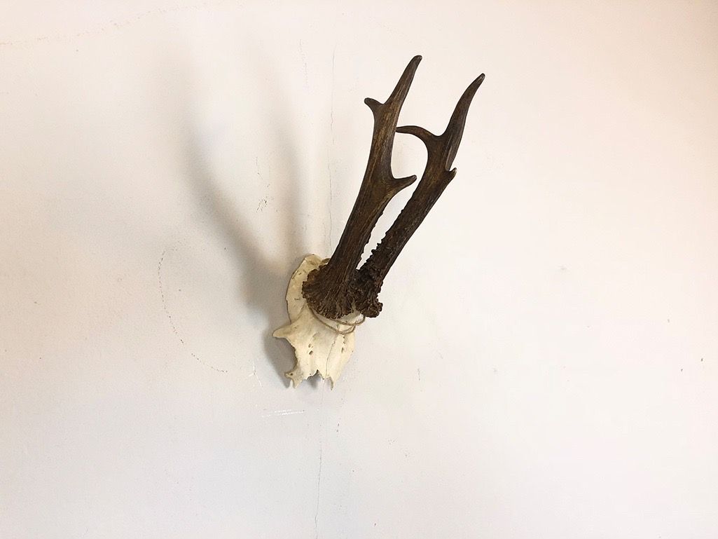 Foto Roebuck Antler h30x16x11