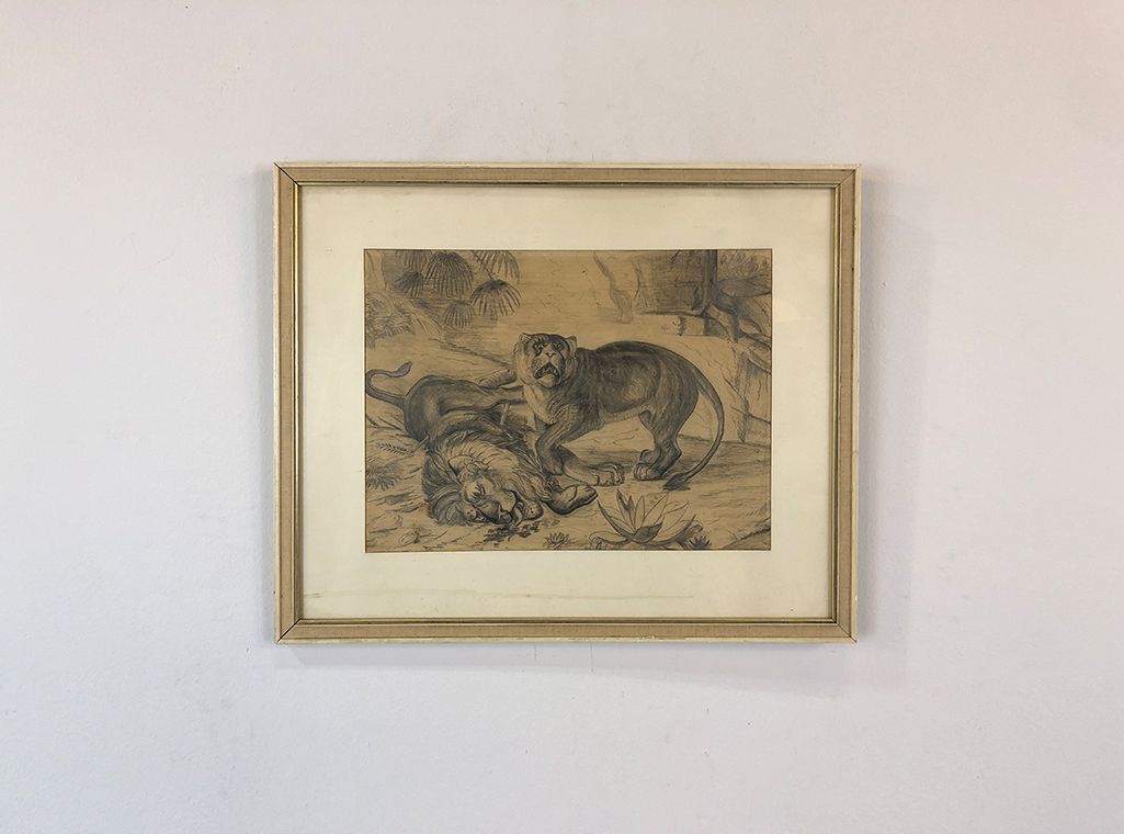 Foto Picture Mourning Lioness h46x54 24E11