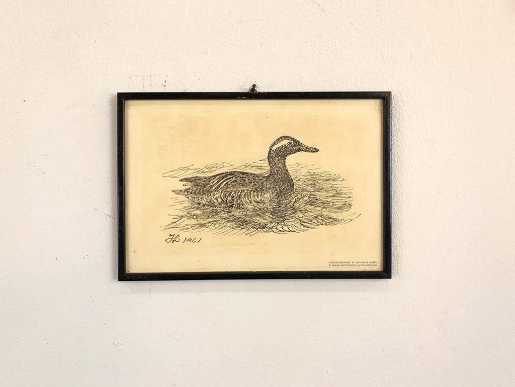 Foto Etching of a Duck Germany 1961 h20x29 24B4