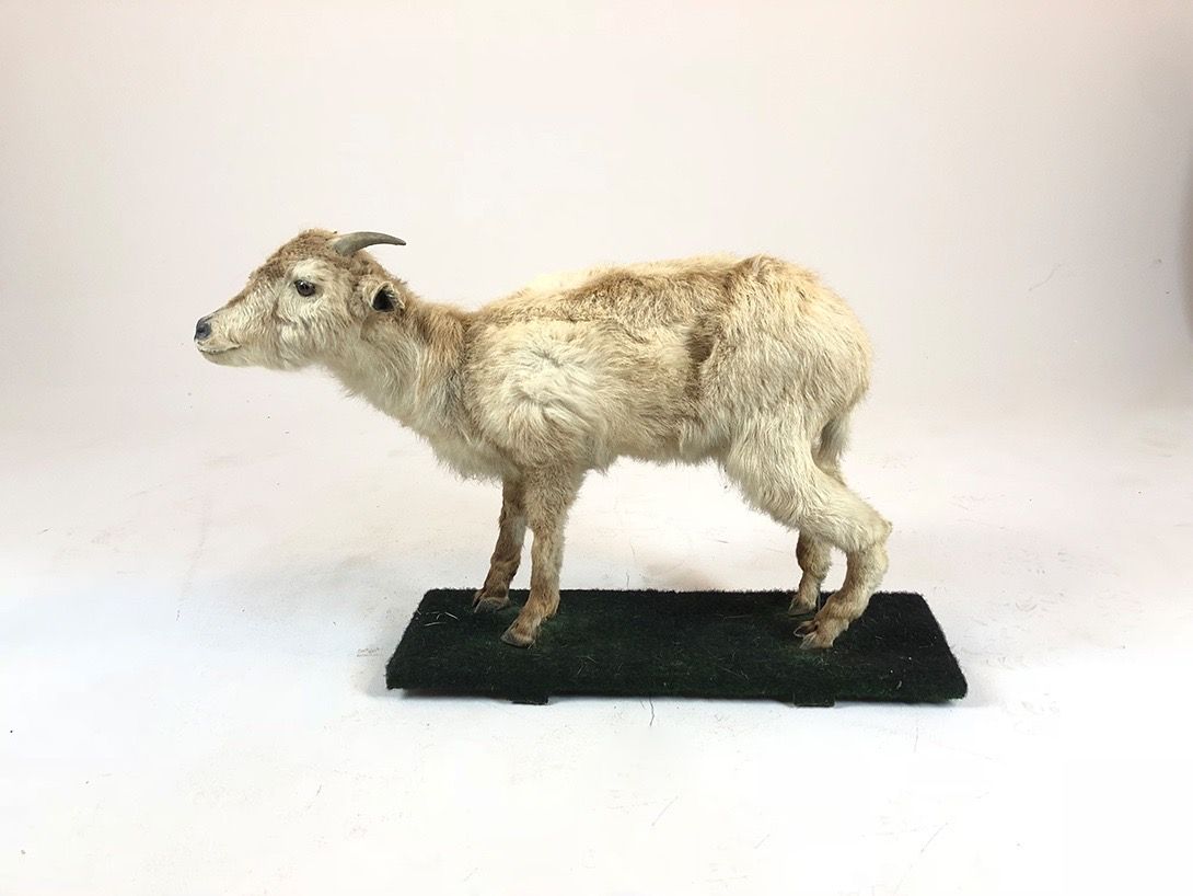 Foto Taxidermy Young Billy-Goat