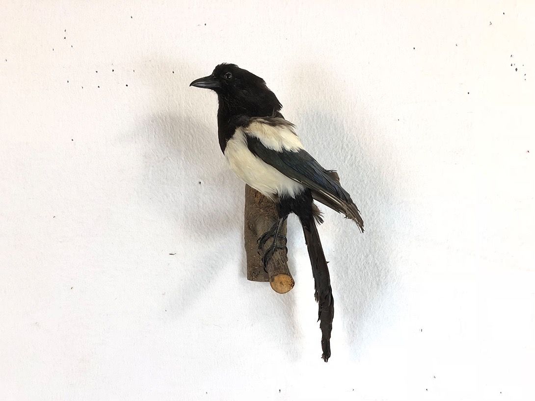 Foto Taxidermy Magpie on Branch