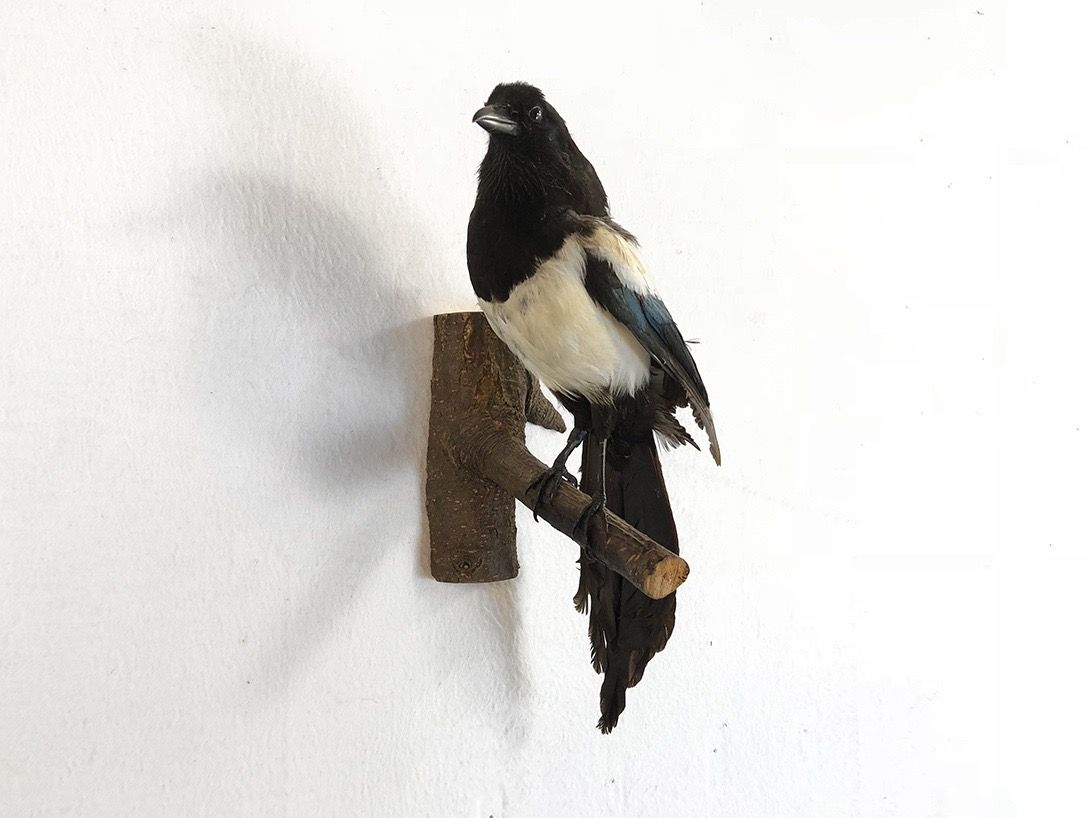 Foto Taxidermy Magpie on Branch